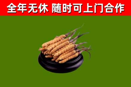 苍梧烟酒回收冬虫夏草.jpg